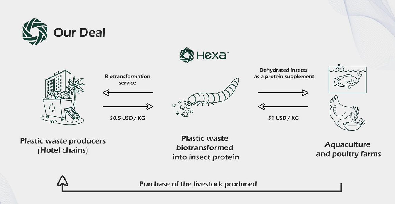 The Bugs That Eat Plastic: Inside Hexa's Bet on Turning Trash into Protein